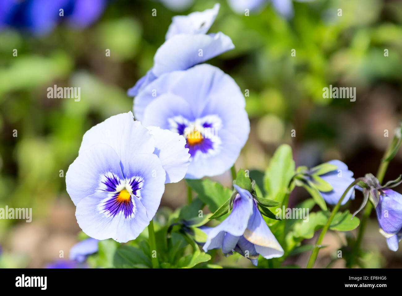 Garden pancy (Viola tricolore var. hortensis) qui si vede in un letto di fiori. Questi sono cool blu, bianco e giallo. Foto Stock