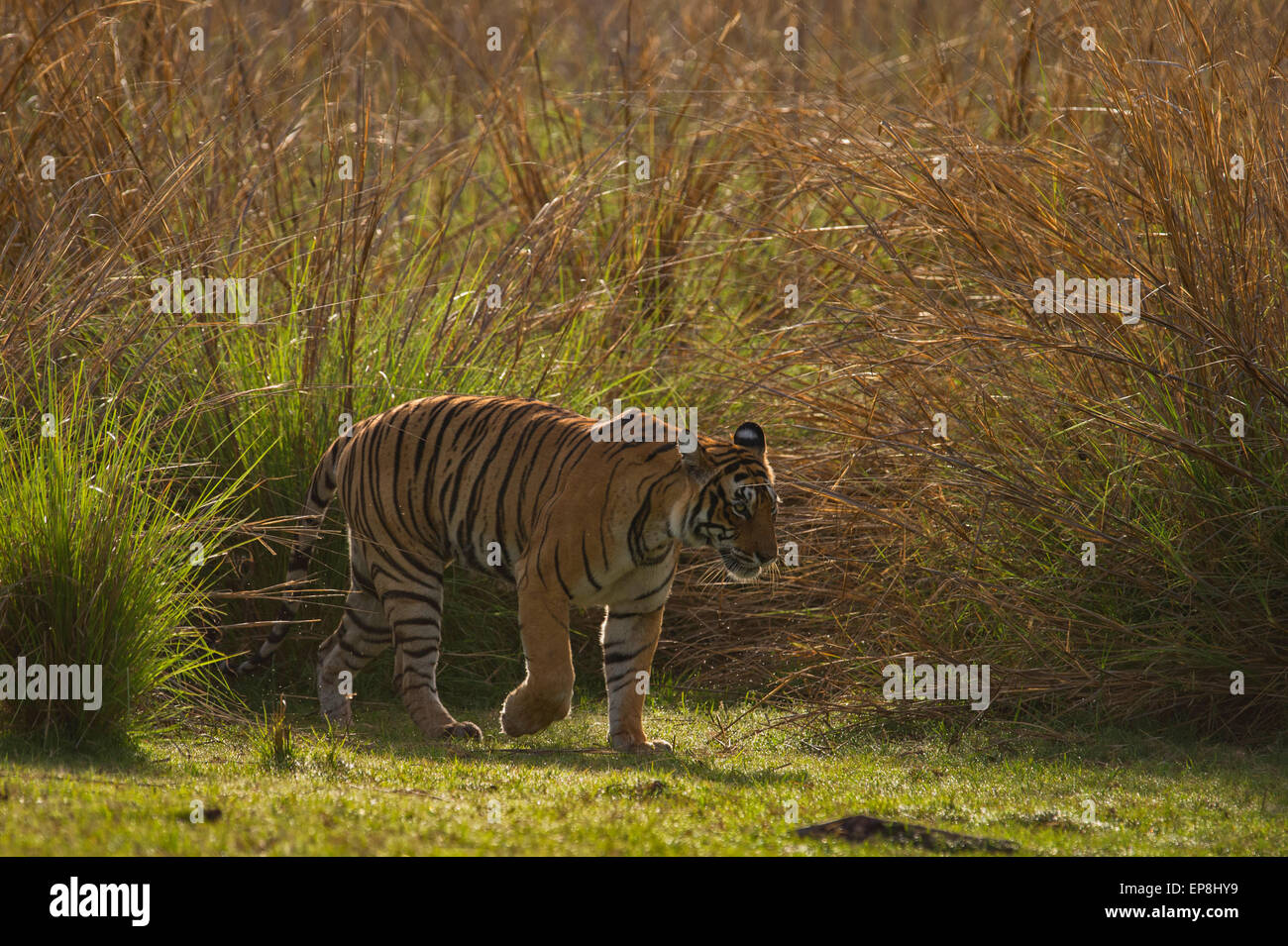 Selvatica retroilluminato tigre del Bengala passeggiate nella foresta praterie di Ranthambhore national park in India Foto Stock