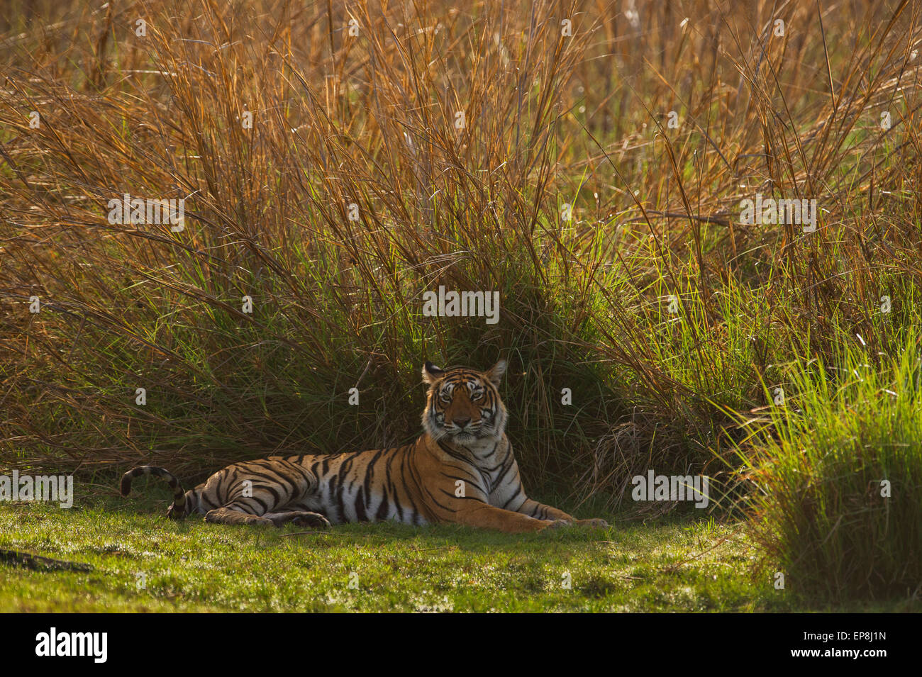 Selvatica retroilluminato tigre del Bengala in appoggio nella foresta praterie di Ranthambhore national park in India Foto Stock