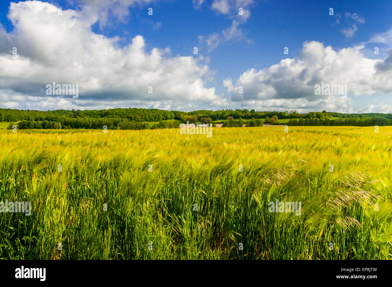 Pioggia nuvole raccolta su terreni agricoli - Francia. Foto Stock