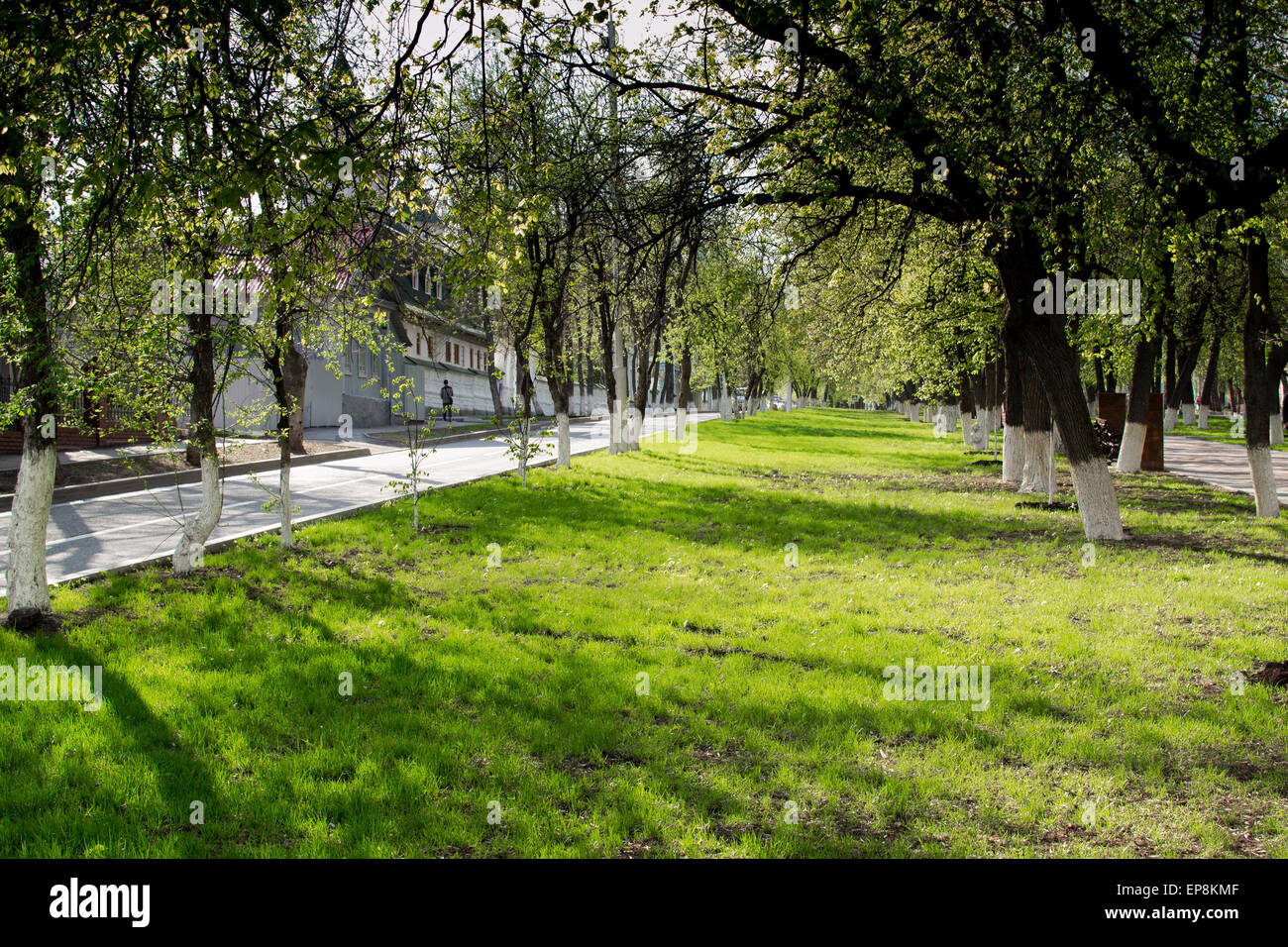 Erba fresca cresce alla base di tigli durante l'estate Foto Stock