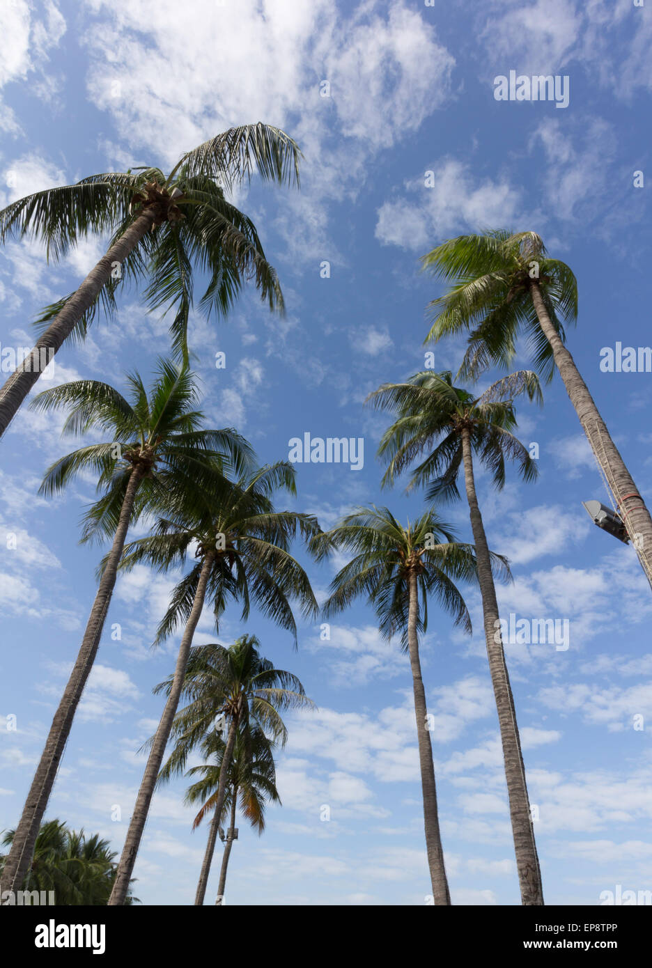 Gli alberi di cocco contro il cielo blu Foto Stock