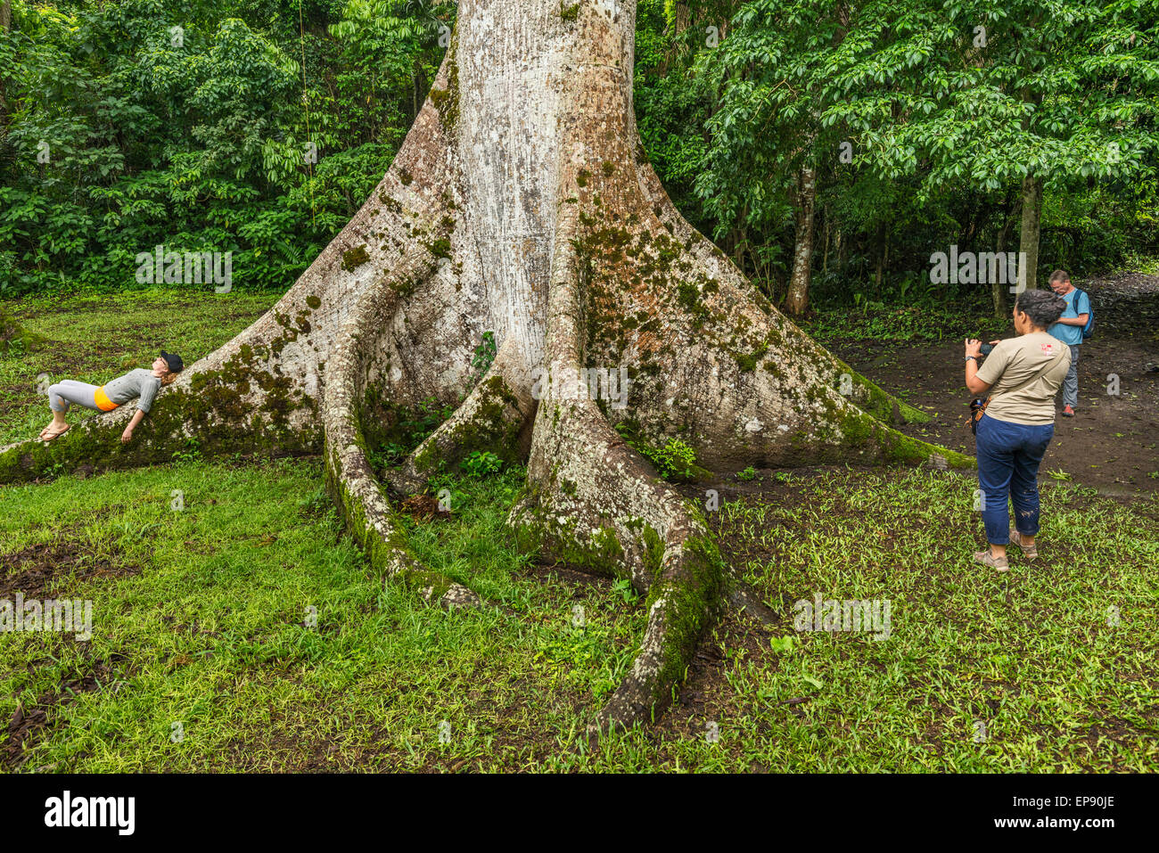 I turisti a base di ceiba tree, Ceiba Pentandra, a Caracol, rovine Maya, Chiquibul Forest, foresta pluviale in Cayo District, Belize Foto Stock