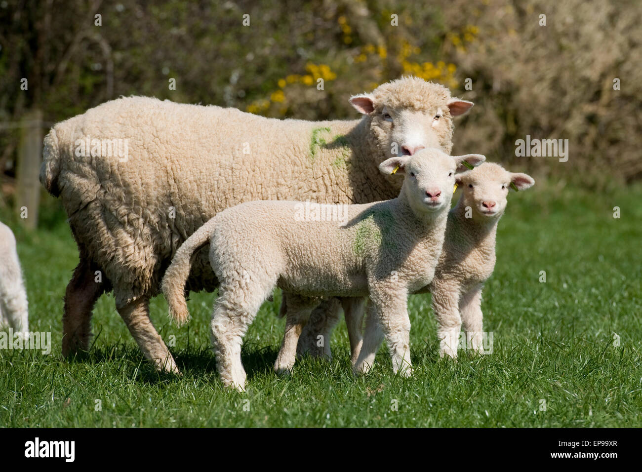 Pecora e twin agnelli Foto Stock