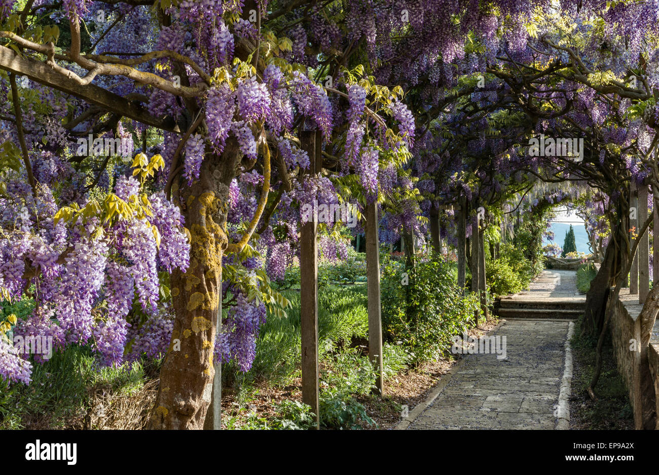 La Foce, Chianciano Terme, Toscana, Italia. La spettacolare pergola di  glicine in pieno fiore, inizio di estate Foto stock - Alamy