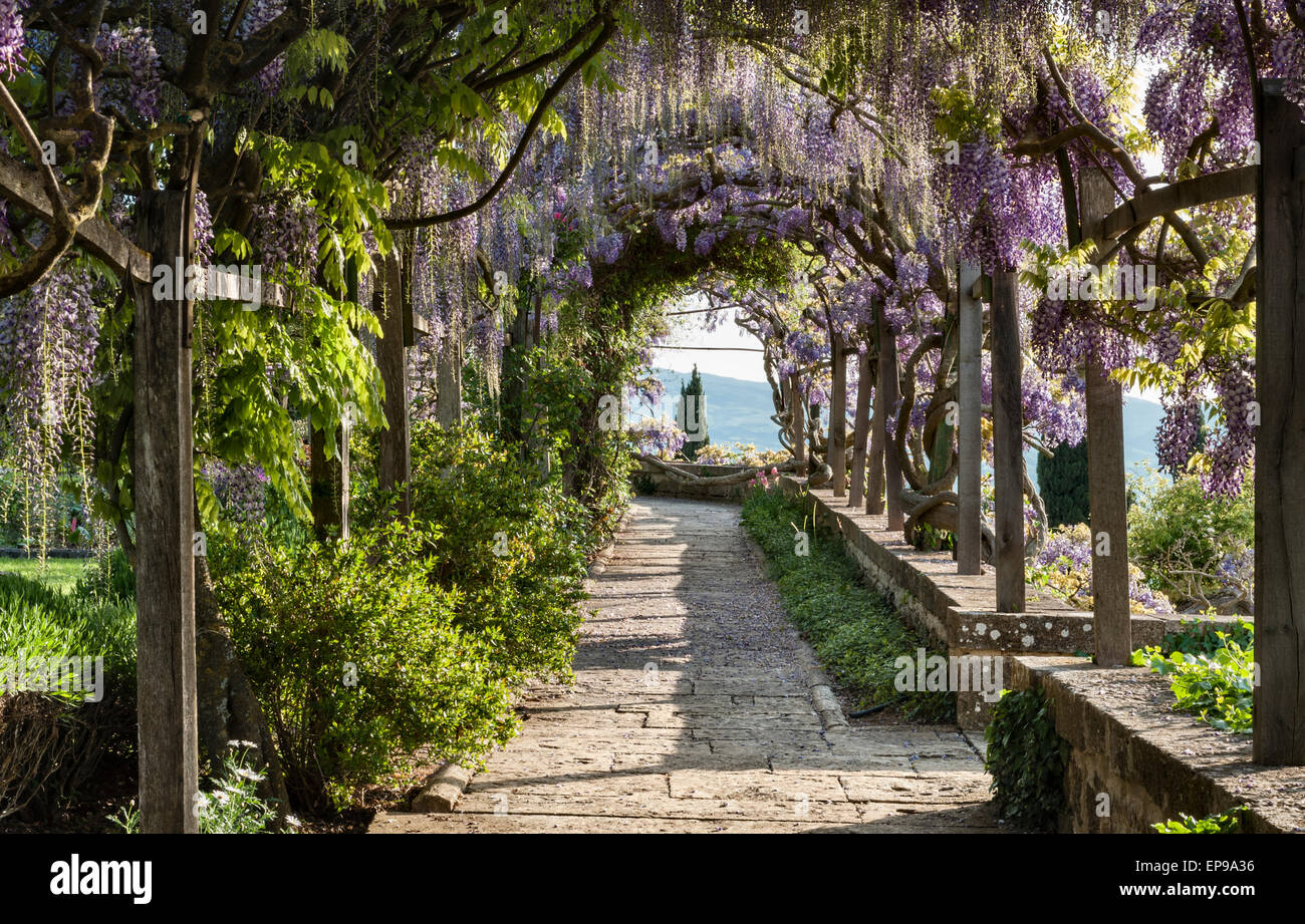 La Foce, Chianciano Terme, Toscana, Italia. La spettacolare pergola di  glicine in pieno fiore, inizio di estate Foto stock - Alamy