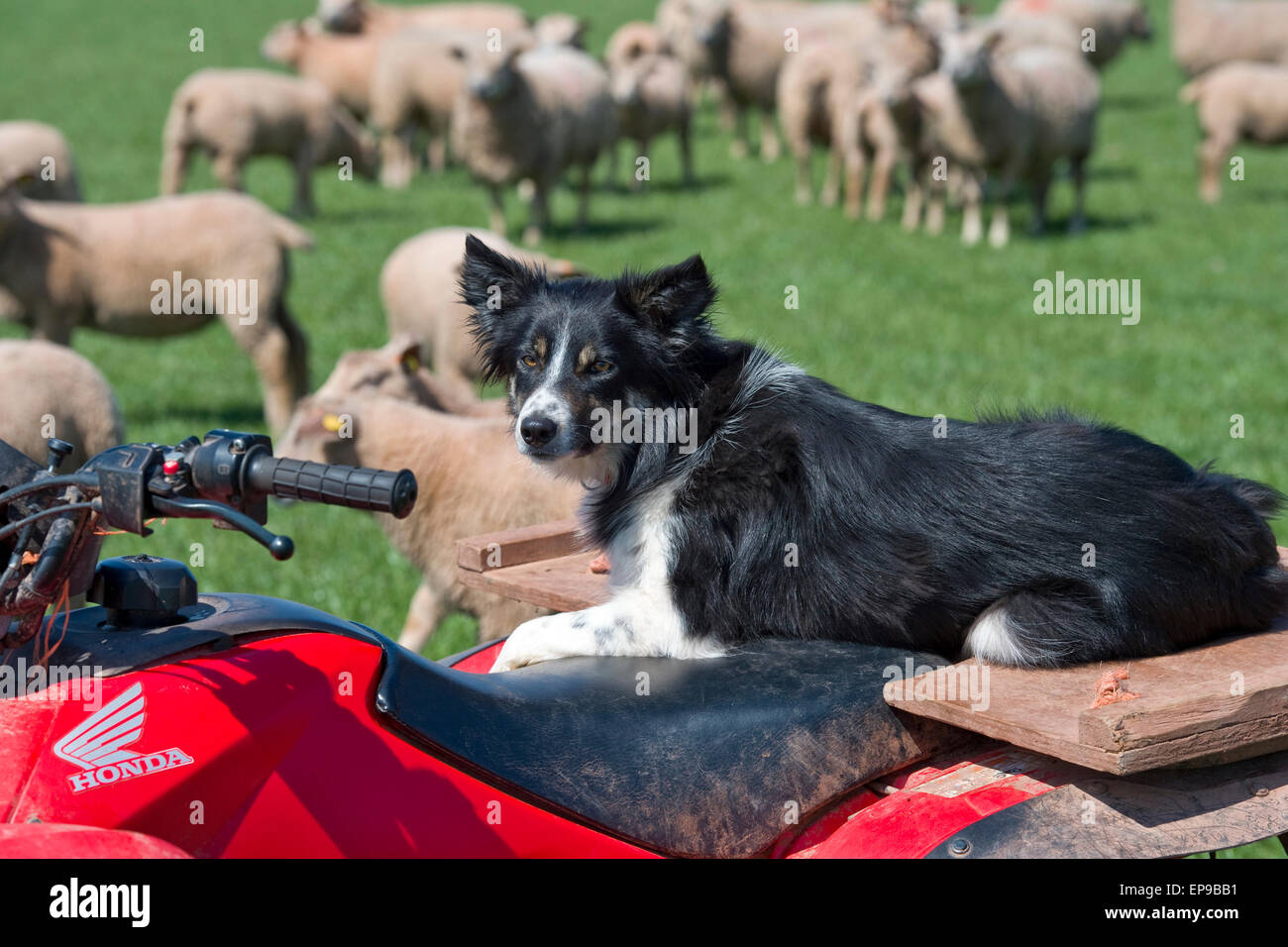 Sheepdog guardando le pecore Foto Stock