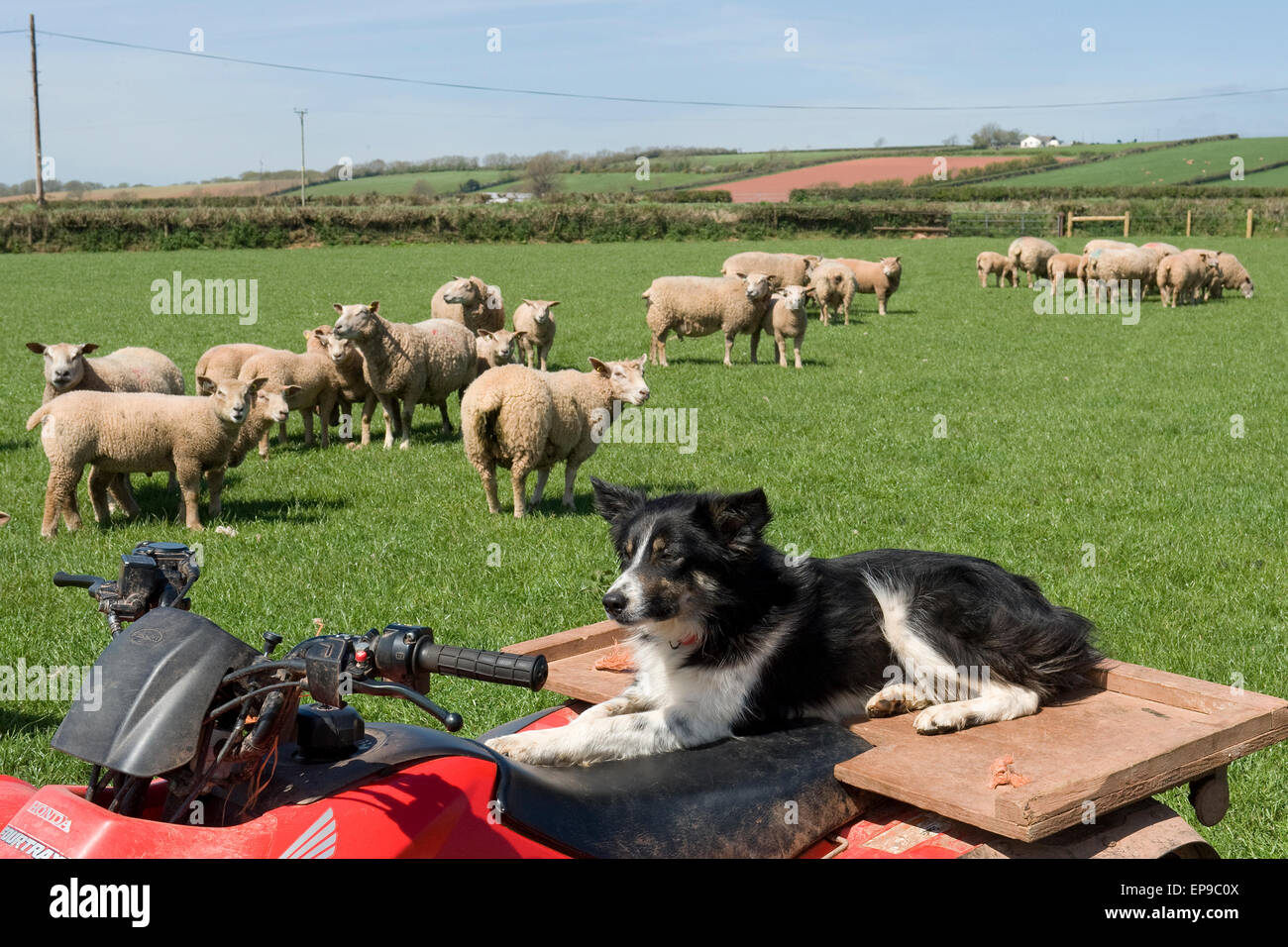 Cane di pecora a guardare le pecore Foto Stock