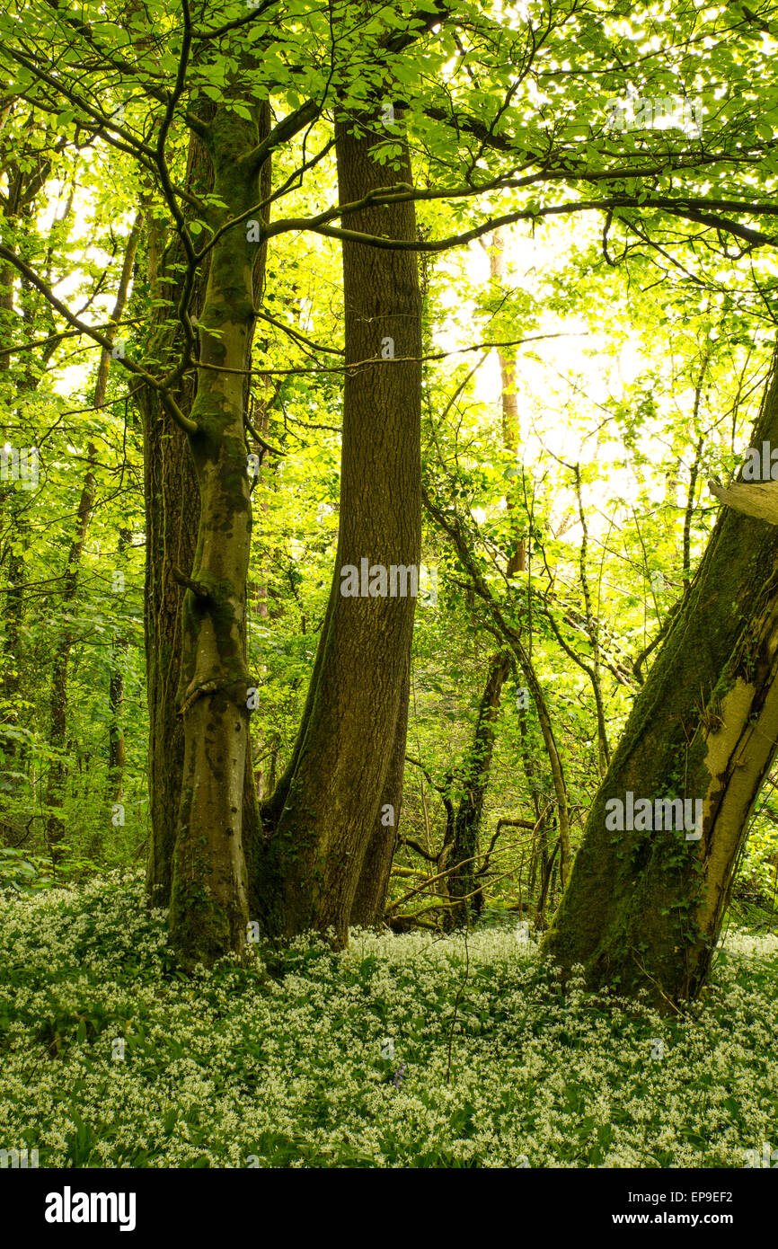 Cardiff Wales, Regno Unito, 15 maggio, 2015. Regno Unito Meteo: aglio selvatico che ricopre il pavimento del bosco nel bosco Wenallt, nel nord di Cardiff. Foto Stock