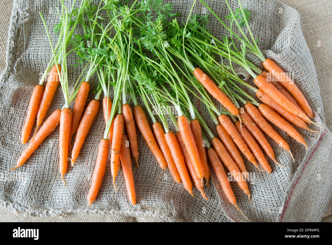 Appena le carote prelevate su un sacco di ortaggi. Foto Stock