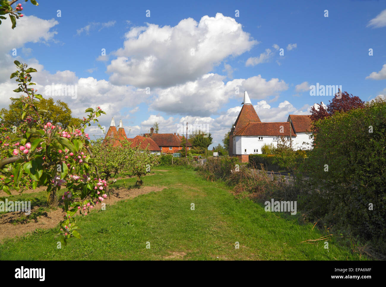 Oast Houses e Apple Blossom, Kent, Inghilterra, Gran Bretagna, Inghilterra, la tradizionale scena rurale del Kent nel Regno Unito. Oast di Kent Foto Stock