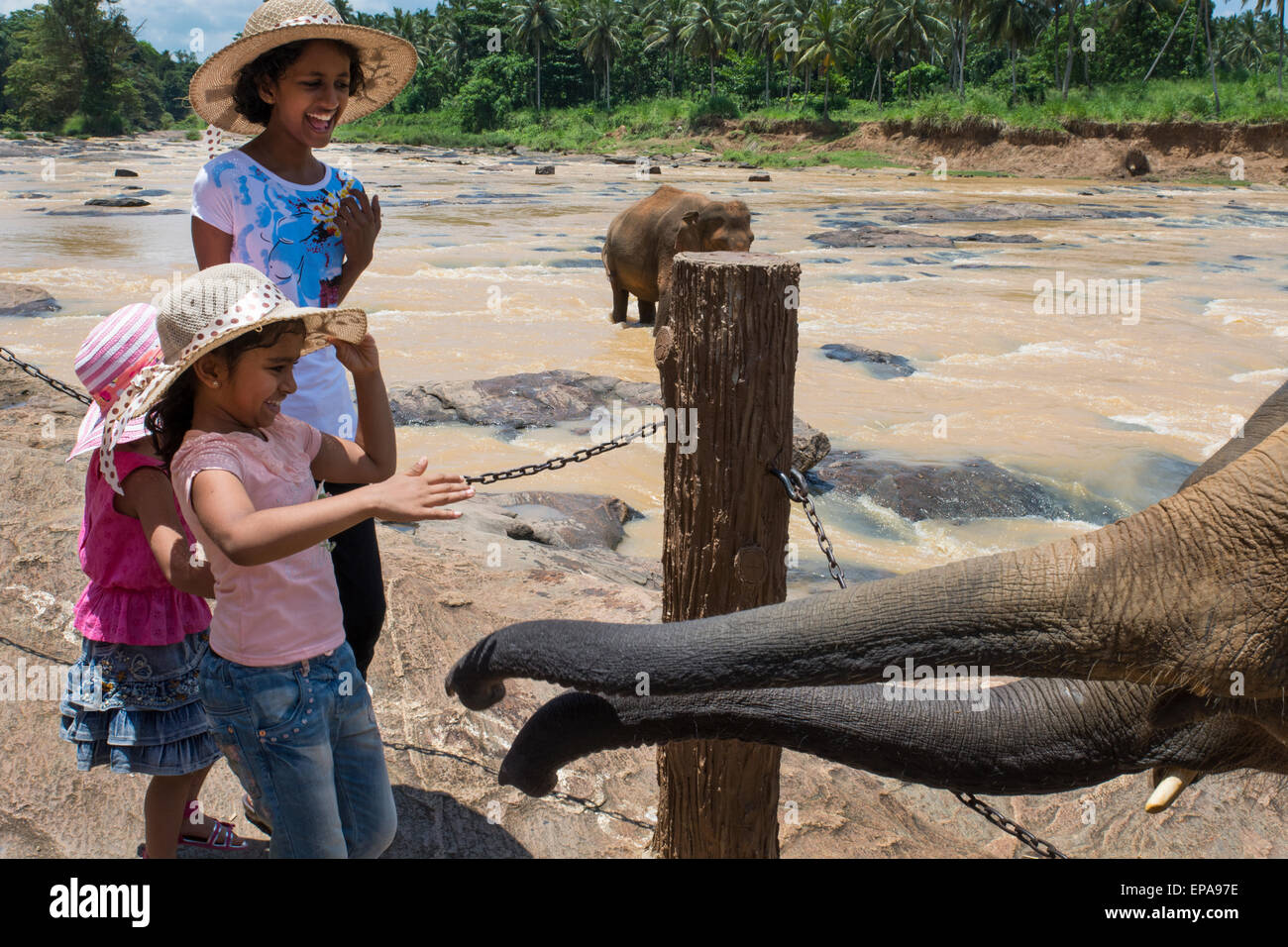 Lo Sri Lanka, l'Orfanotrofio degli Elefanti di Pinnawela, est. nel 1975 dal Dipartimento della fauna selvatica. Ragazze locali toccando gli elefanti orfani. Foto Stock