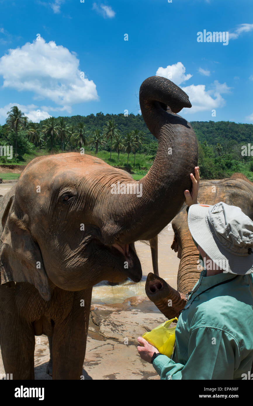 Lo Sri Lanka, l'Orfanotrofio degli Elefanti di Pinnawela, est. nel 1975 dal Dipartimento della fauna selvatica. Alimentazione turistico elefante orfani. Foto Stock