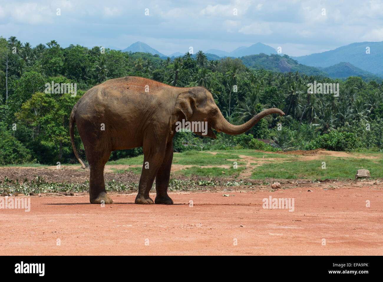 Lo Sri Lanka, l'Orfanotrofio degli Elefanti di Pinnawela, est. nel 1975 dal Dipartimento della fauna selvatica. Elefante orfani nella giungla habitat della foresta. Foto Stock