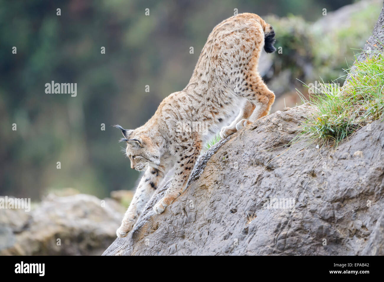 Eurasian (Lynx Lynx lynx), scendendo da una roccia, Cabarceno parco naturale, Cantabria, SPAGNA Foto Stock