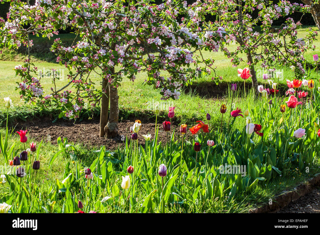 I tulipani sotto la fioritura degli alberi di mele nel giardino wallled presso la struttura Bowood House nel Wiltshire. Foto Stock