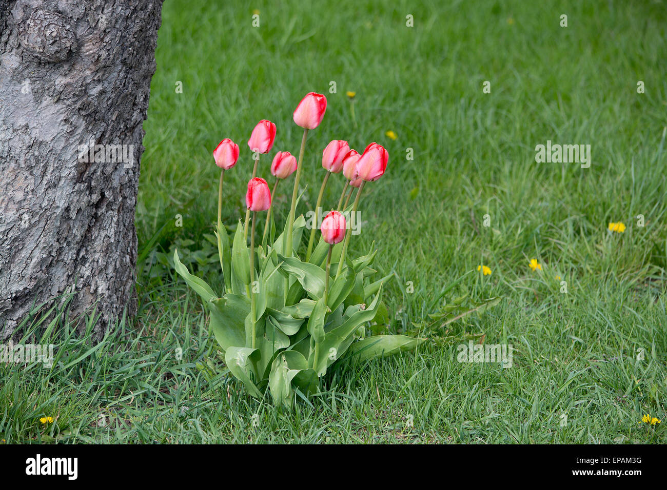 Tulipani rosa in erba verde in una giornata di sole di primavera, Svezia in maggio. Foto Stock