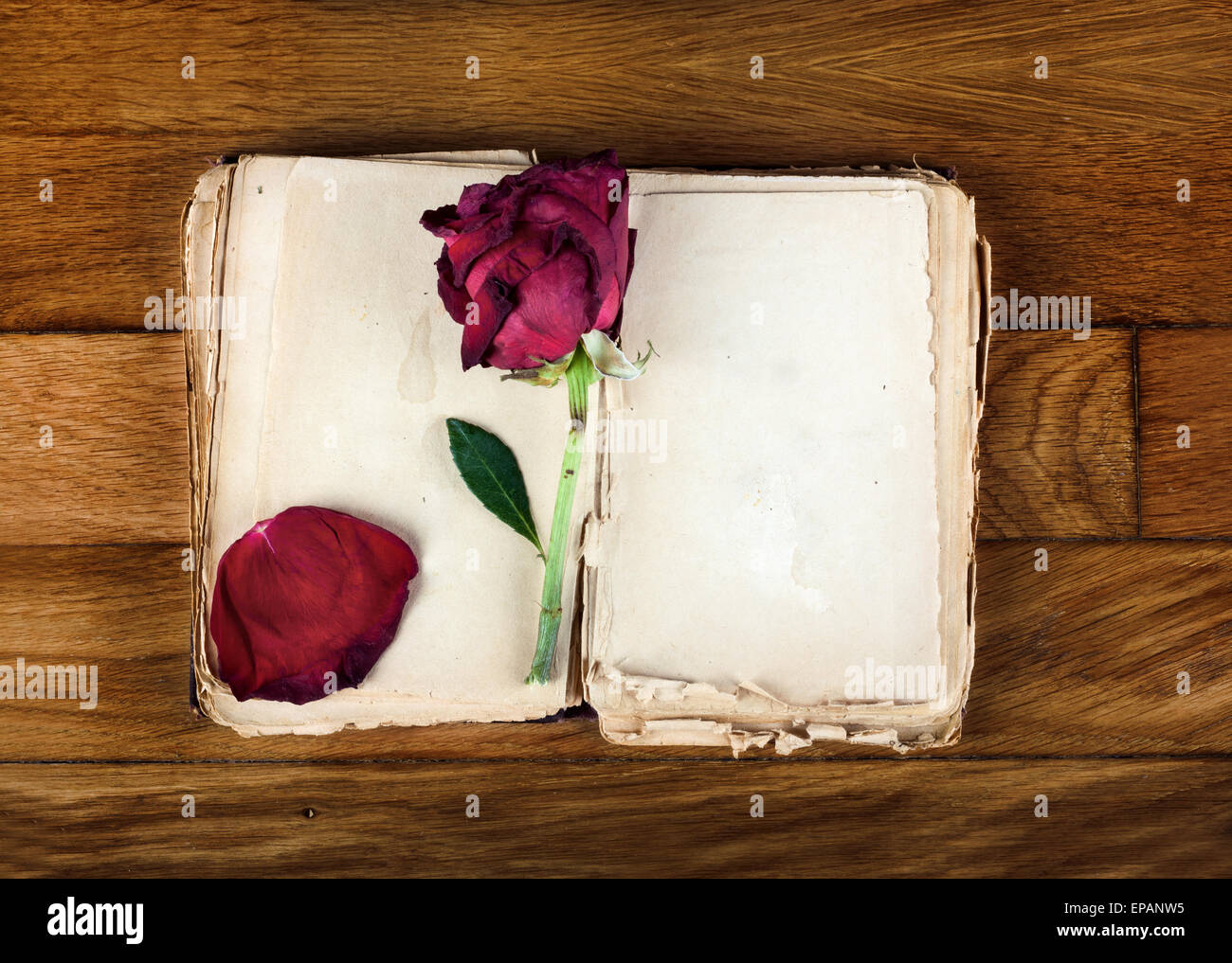 Aprire il vecchio libro con le pagine bianche per il testo e per i rosa a secco su vintage tavolo in legno Foto Stock