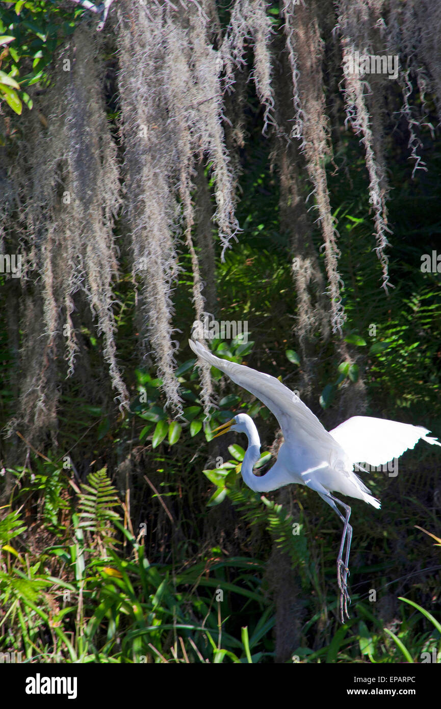 Grande airone bianco. Everglades, Florida Foto Stock