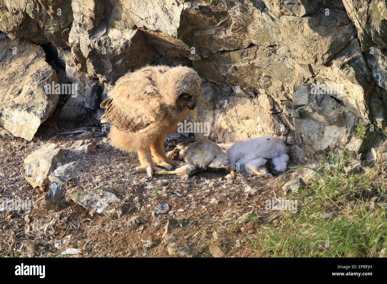 Gufo di Aquila Foto Stock