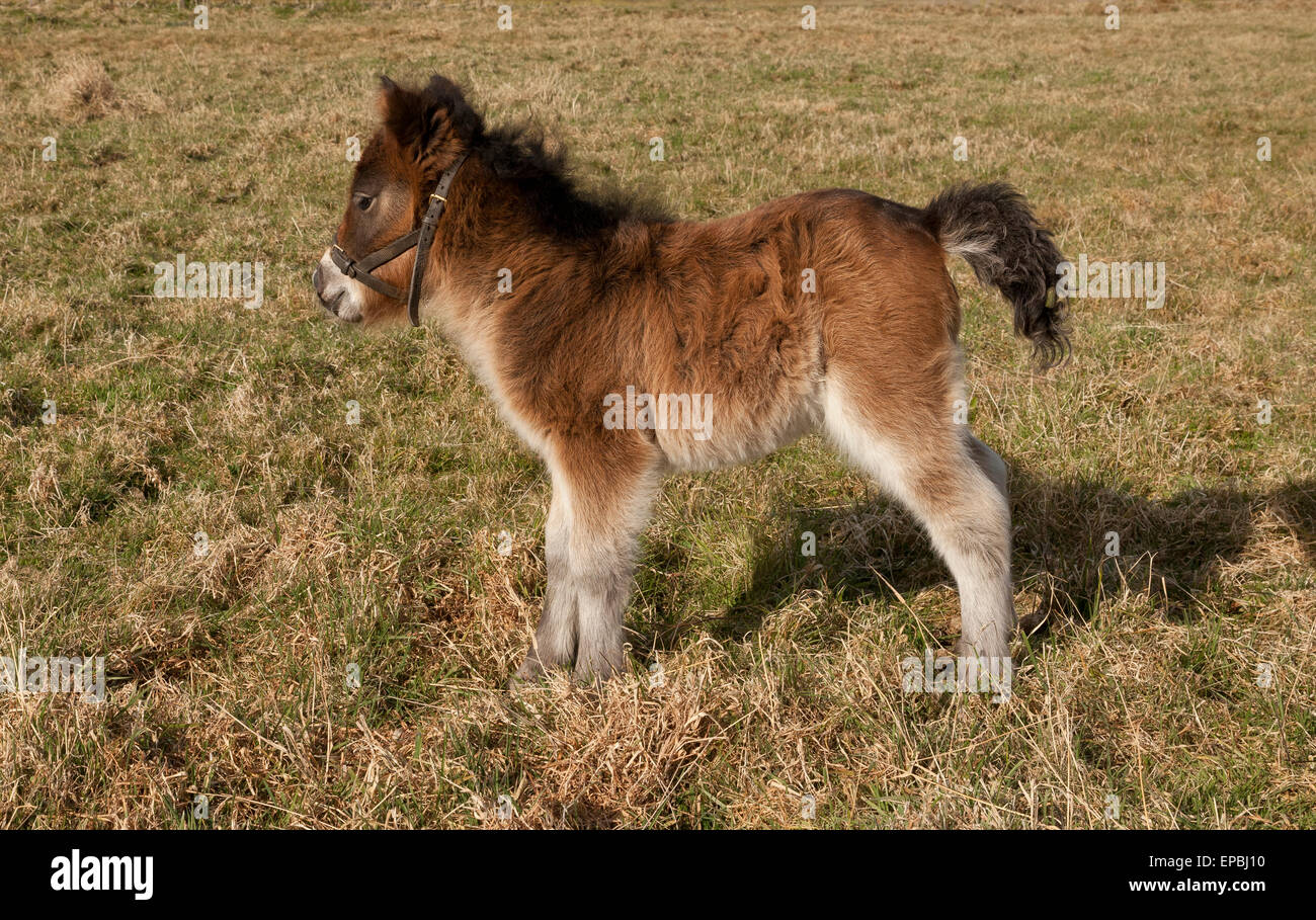 Un pony Shetland puledro Foto Stock