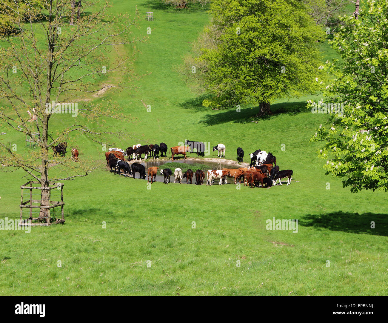 Bovini di bere da uno stagno in un parco all'inglese a inizio estate Foto Stock