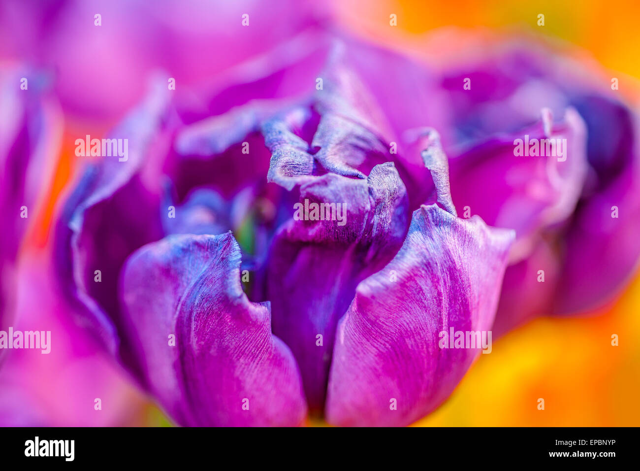 I tulipani incantevole. Arcobaleno di fiore naturale dei colori. Foto Stock