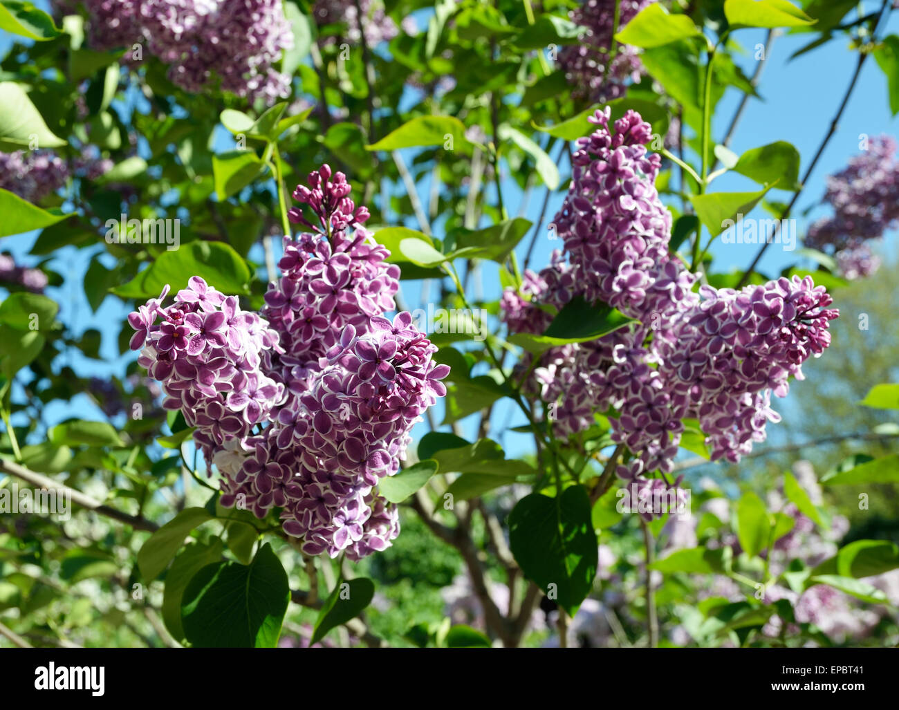 Fioritura lilla Foto Stock