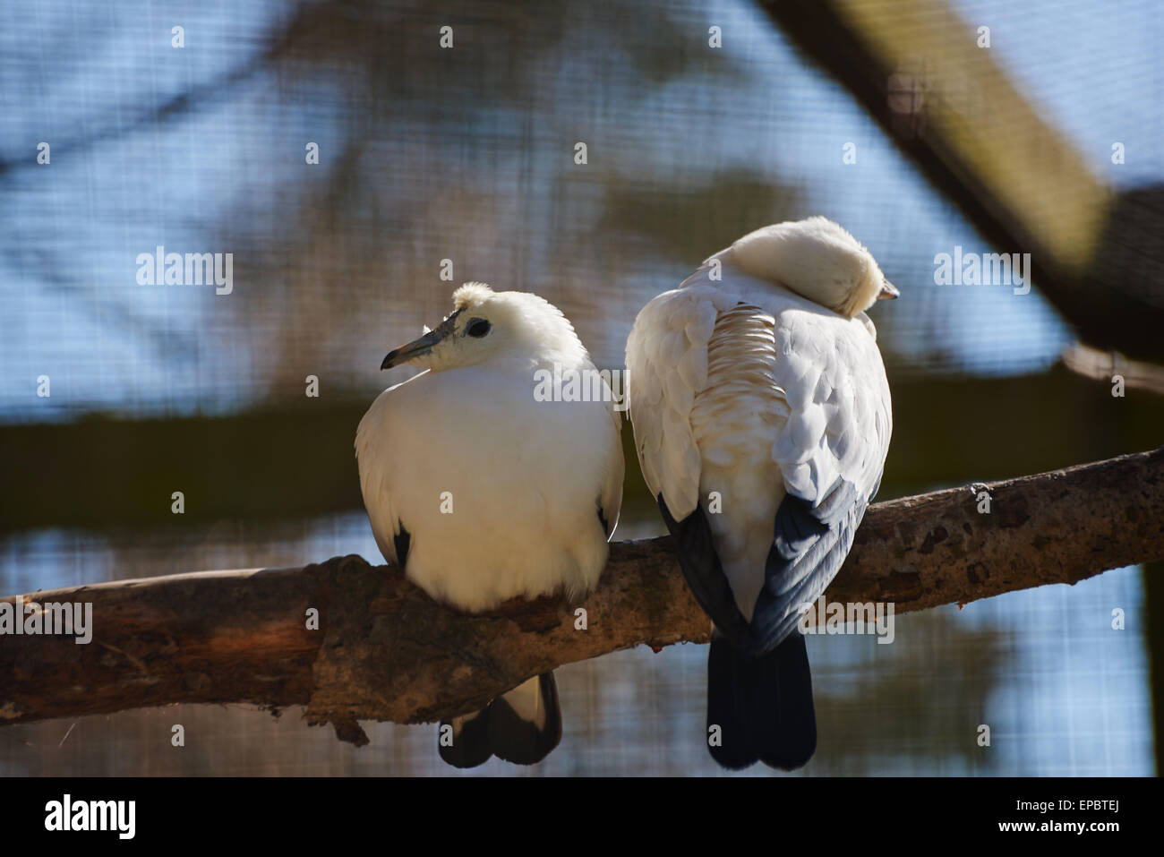 2 piccioni bianco seduti insieme su un ramo Foto Stock