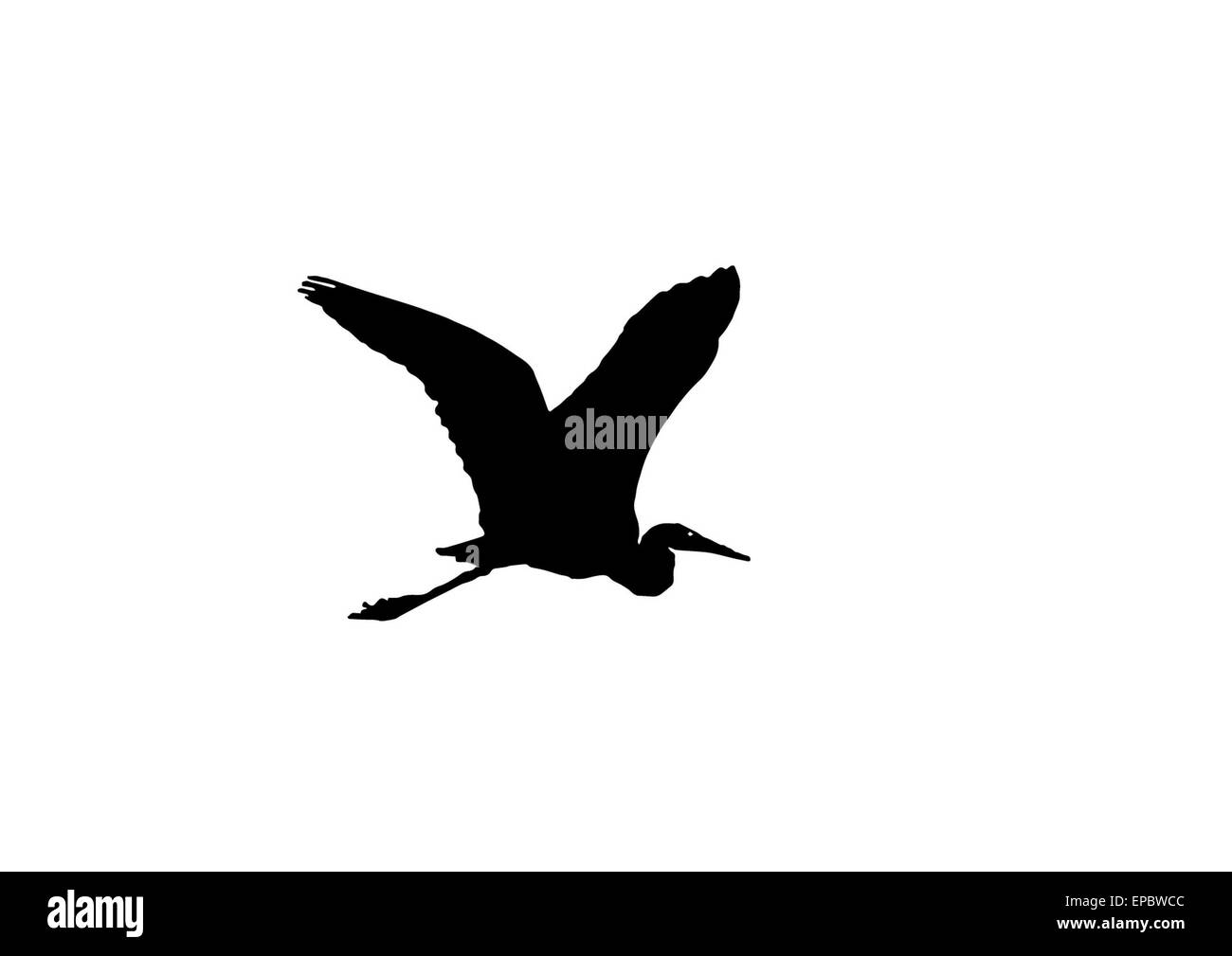 Silhouette uccelli acquatici heron sorvolano attraverso lo stagno. Foto Stock