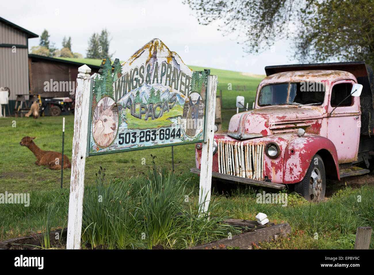 Ali e una preghiera alpaca alpaca si solleva in una fattoria al di fuori dei rapporti di amicizia, Oregon, sull'autostrada 99 West. Foto Stock