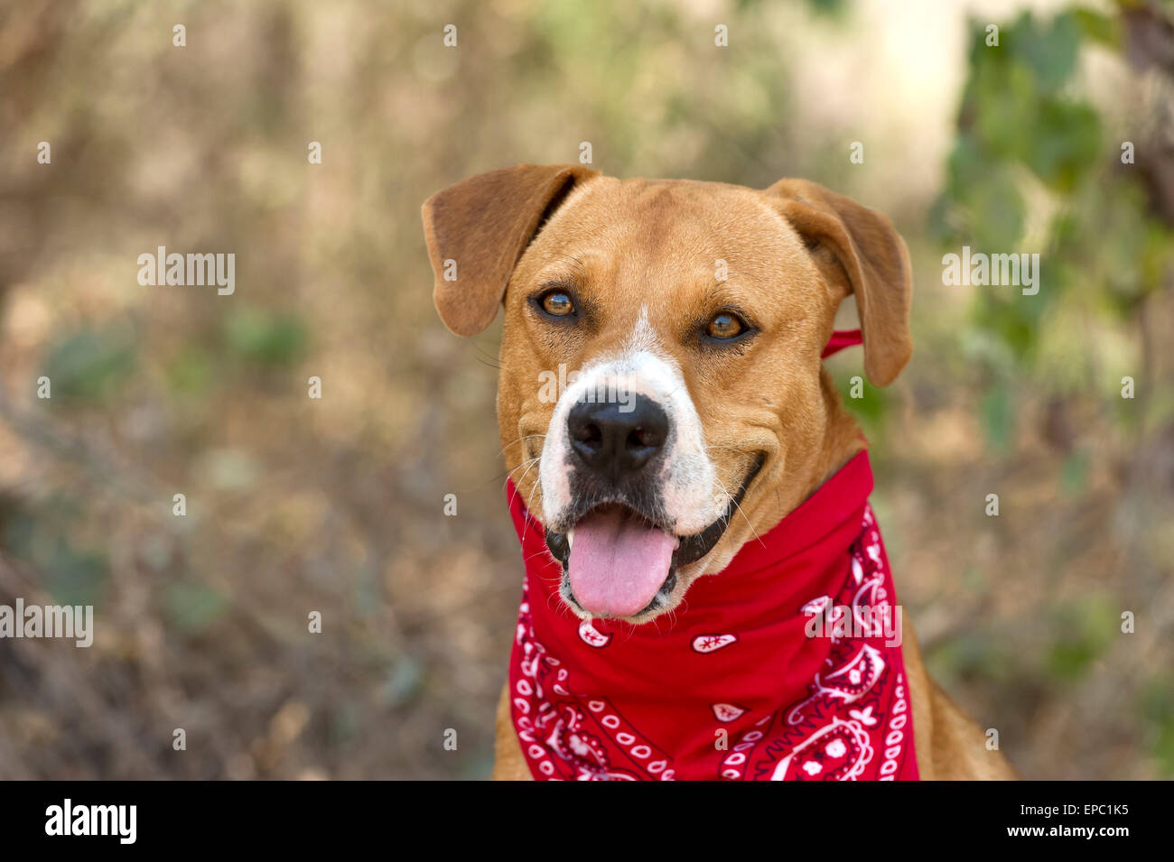 Cane Boxer è felice con la bandana rossa al di fuori Foto Stock