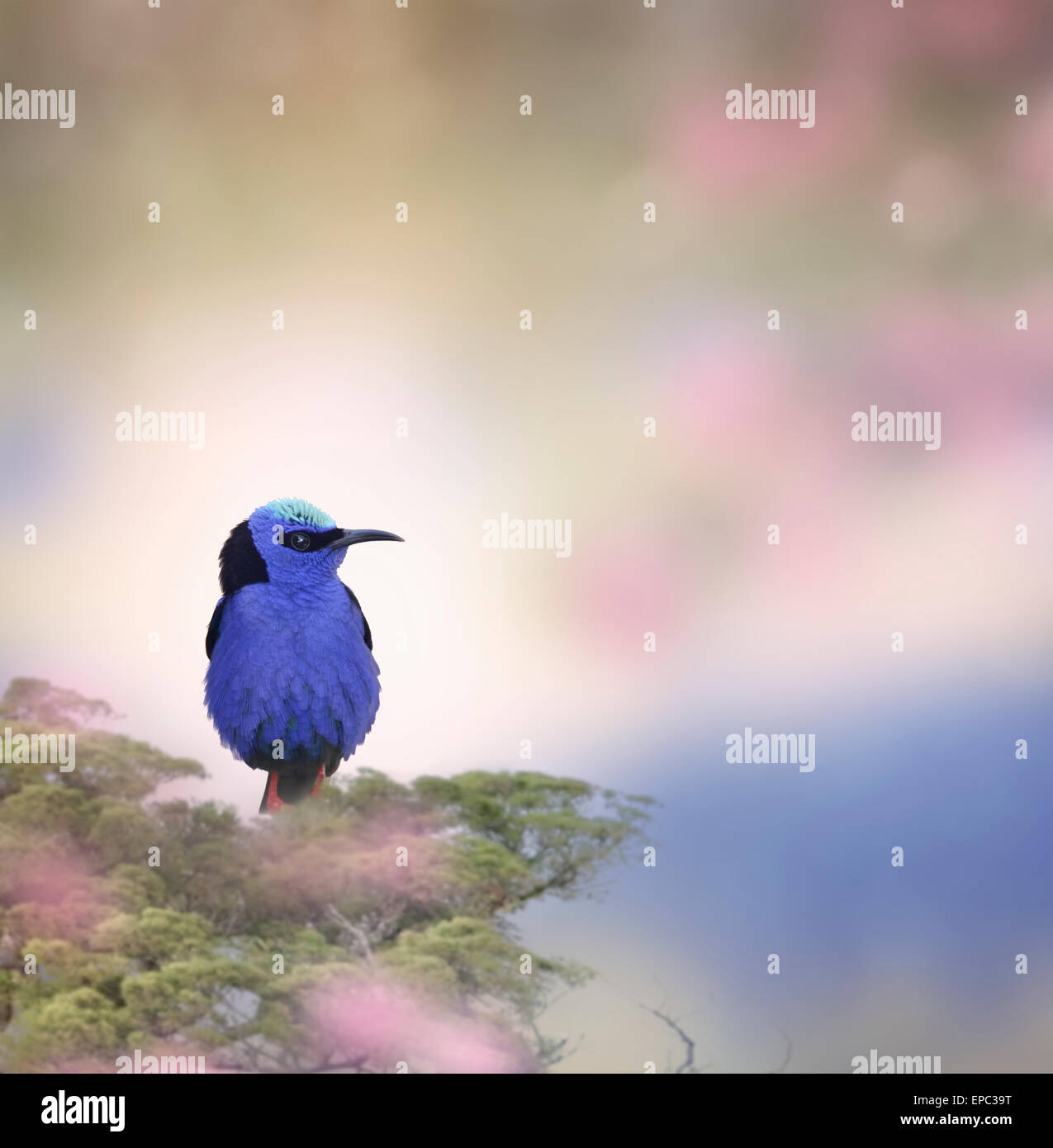 Honeycreeper uccello appollaiato su un ramo Foto Stock