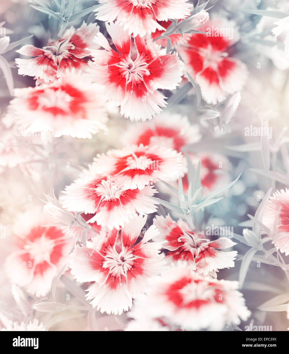 Soft Focus Fiori di garofano per lo sfondo Foto Stock