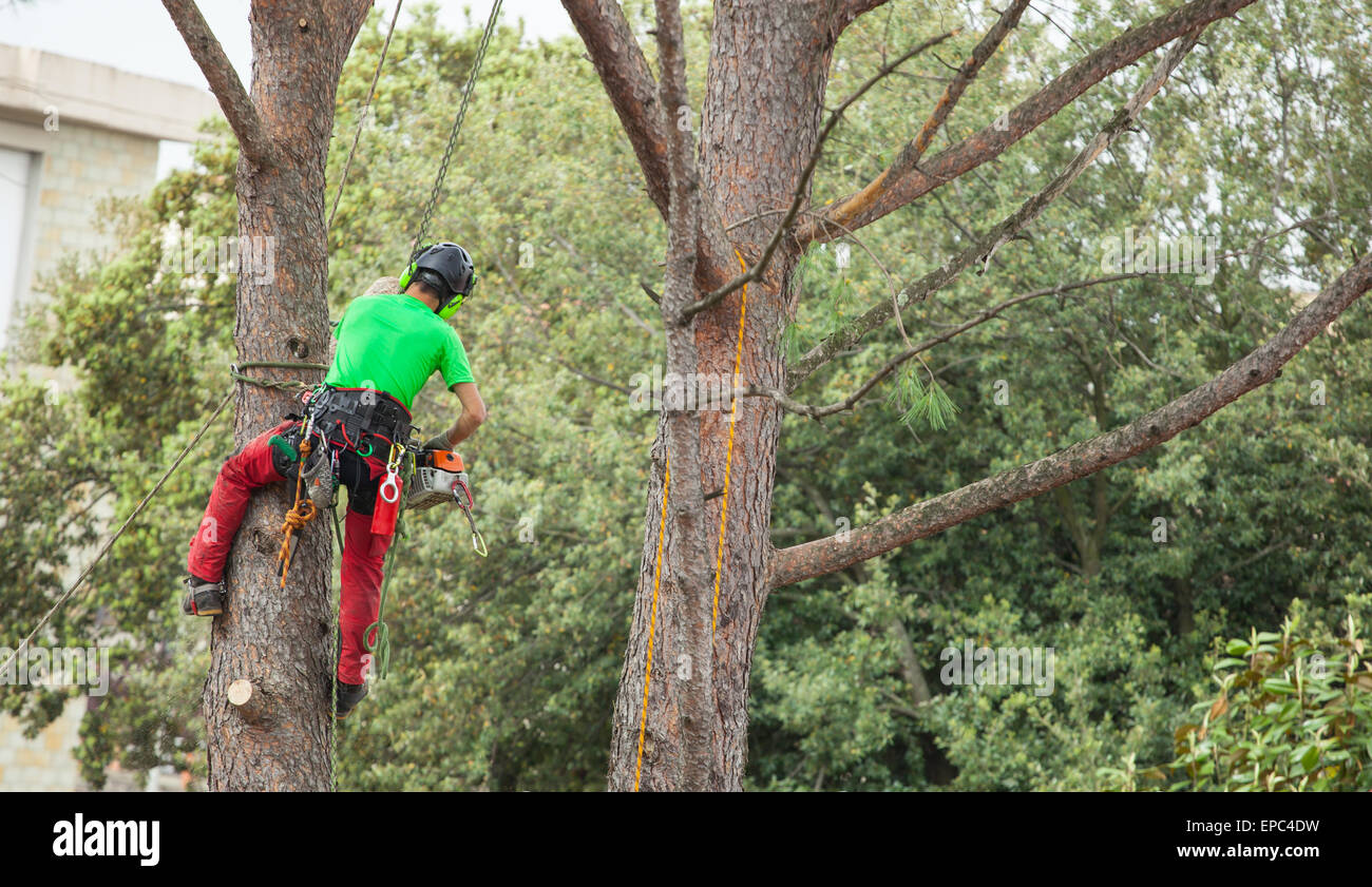 Uomo con attrezzature di sicurezza e una motosega potatura di alberi di pino. Foto Stock
