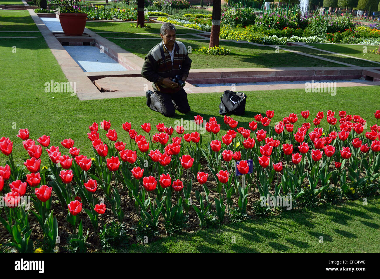 I Tulipani di Giardini Mughal Rashtrapati Bhawan Delhi India 13 Feb 2015 Foto Stock