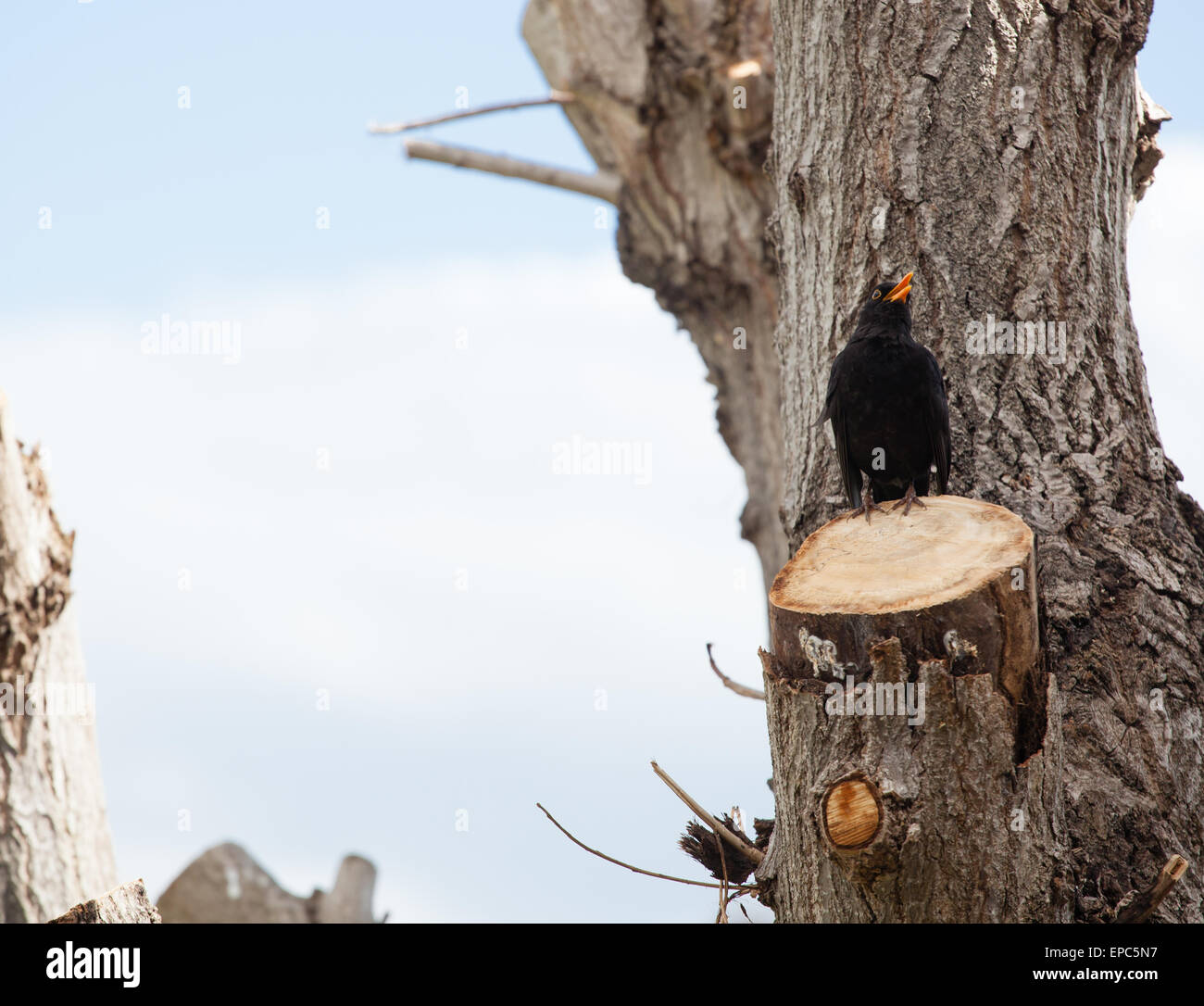 Merlo, turdus merula, sul tronco di un albero da potare. Foto Stock