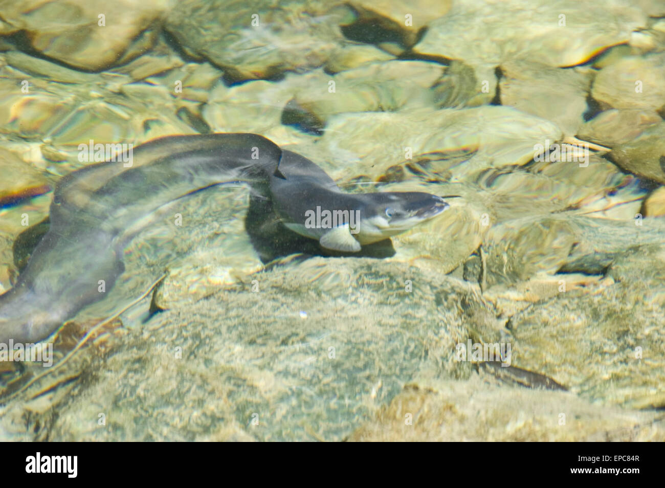 Anguilla di fiume nel flusso chiaro Foto Stock