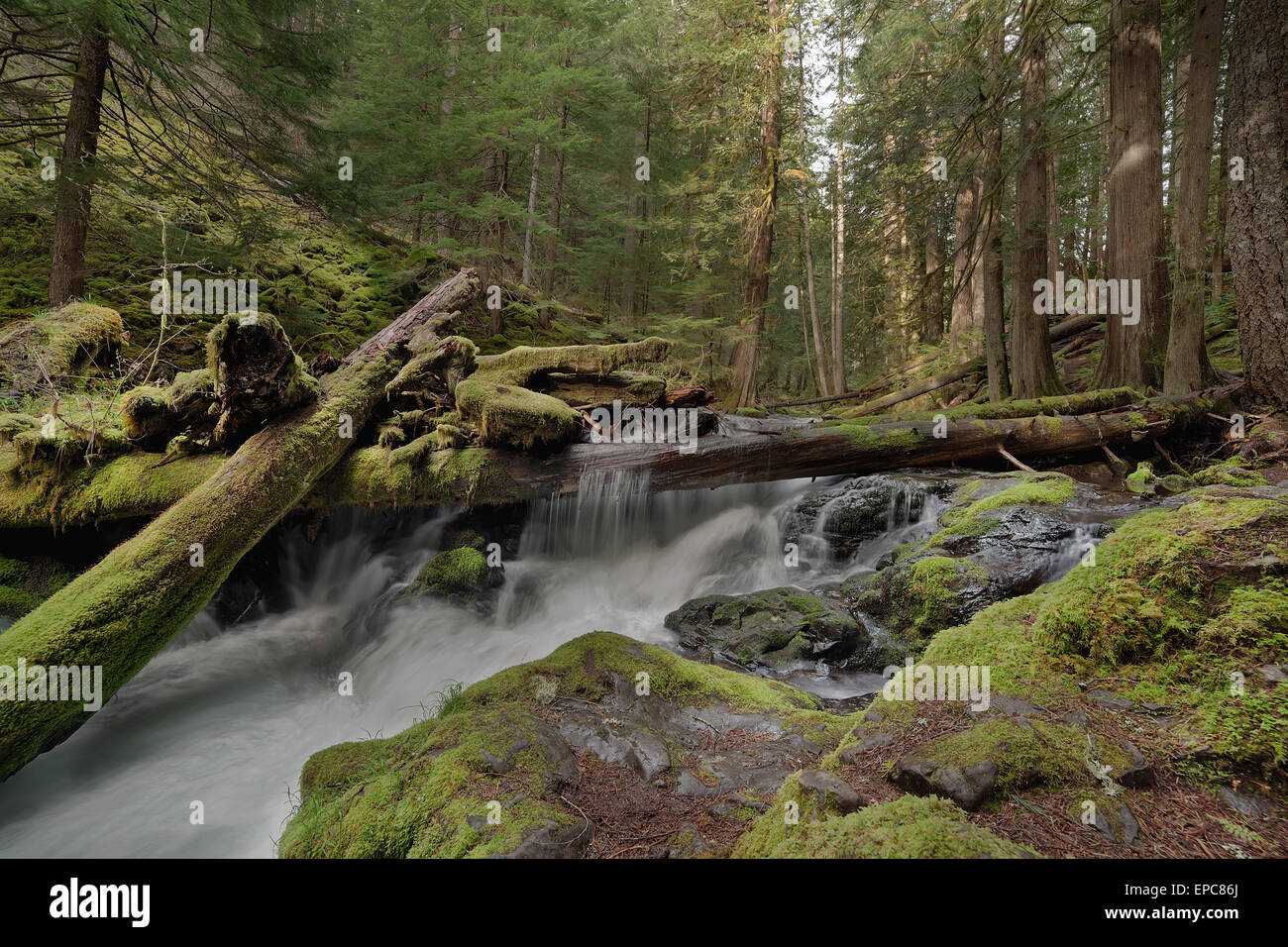 Log Jam a Panther Creek Falls nello Stato di Washington Forest Foto Stock