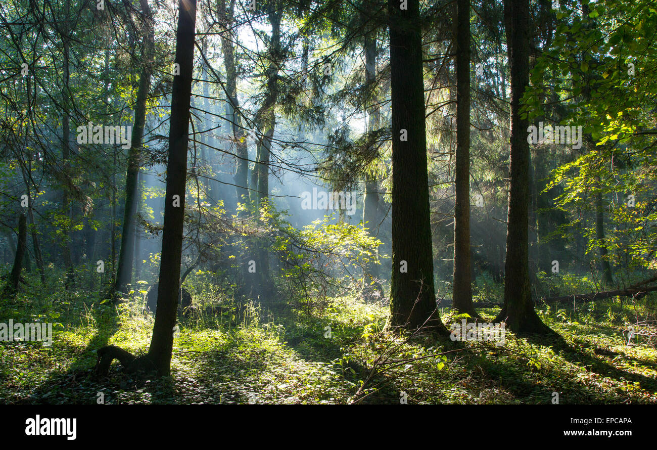 Sunbeam entrare ricchi stand di latifoglie della foresta di Bialowieza foschia mattutina con vecchi alberi di ontano in primo piano, Polonia, Europa Foto Stock