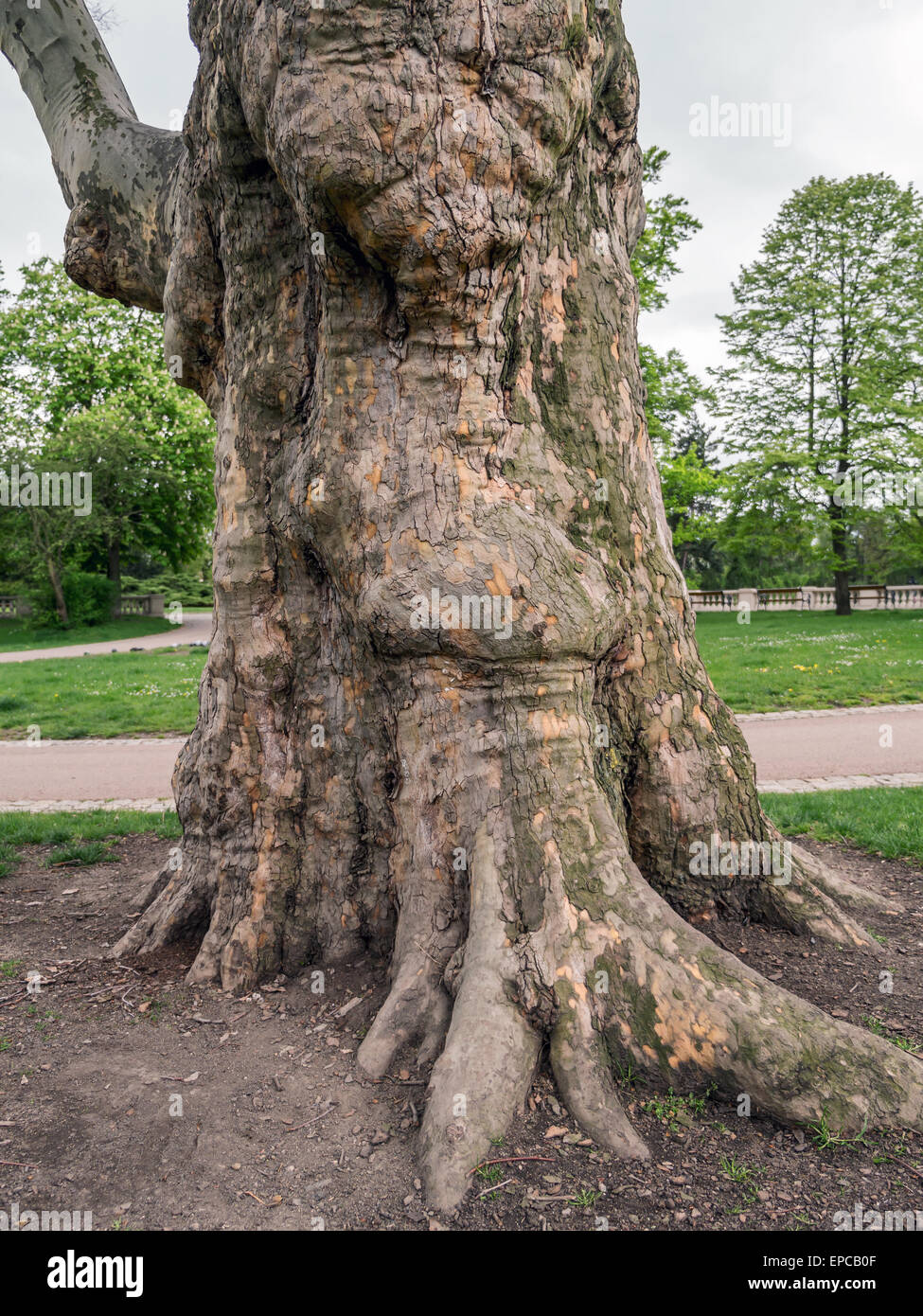 Platano gigante tronco di albero cresce nel parco Foto Stock
