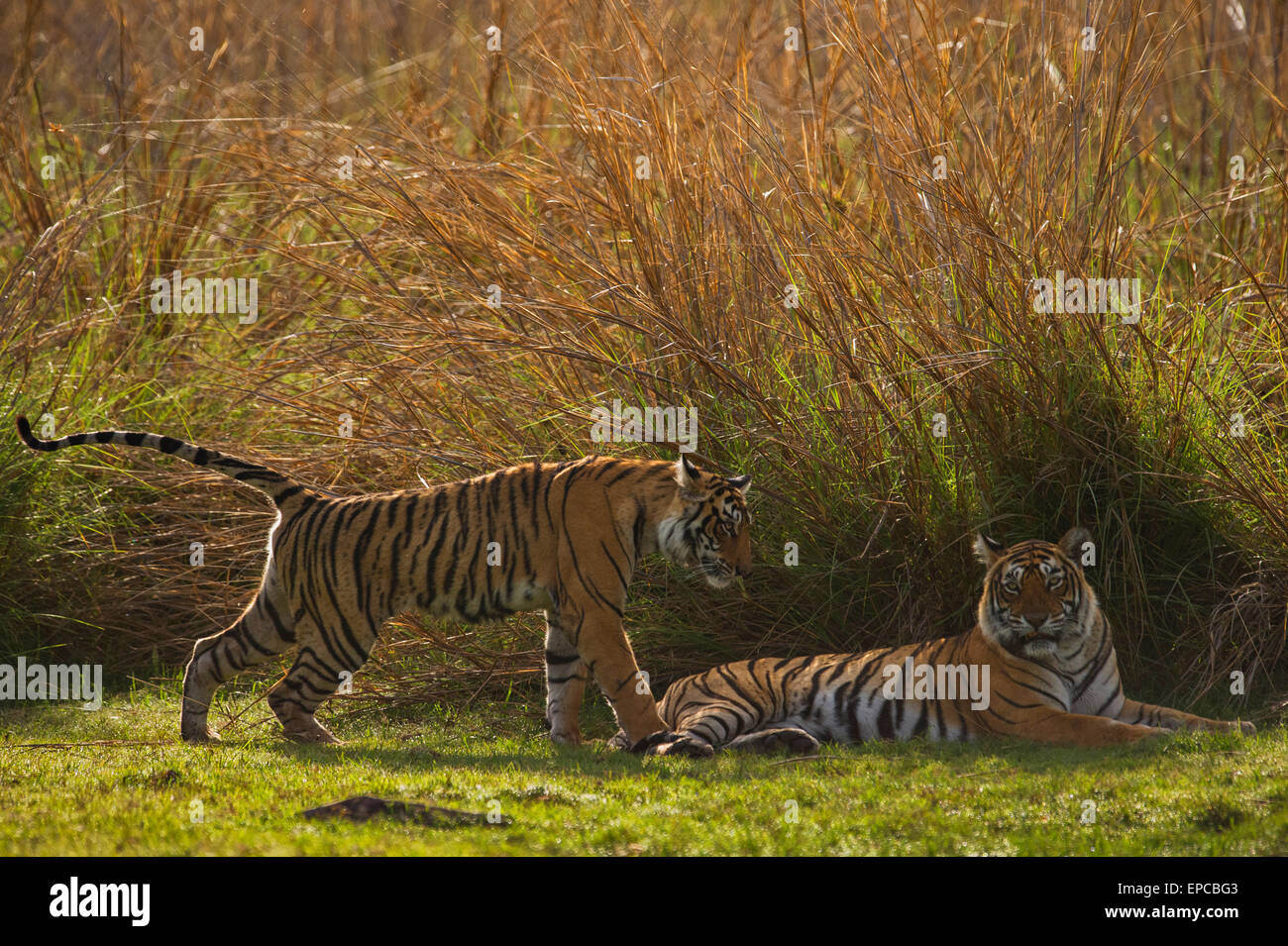 Selvatica retroilluminato tigre del Bengala madre con un giovane adulto sub cub nelle foreste di Ranthambhore national park in India Foto Stock