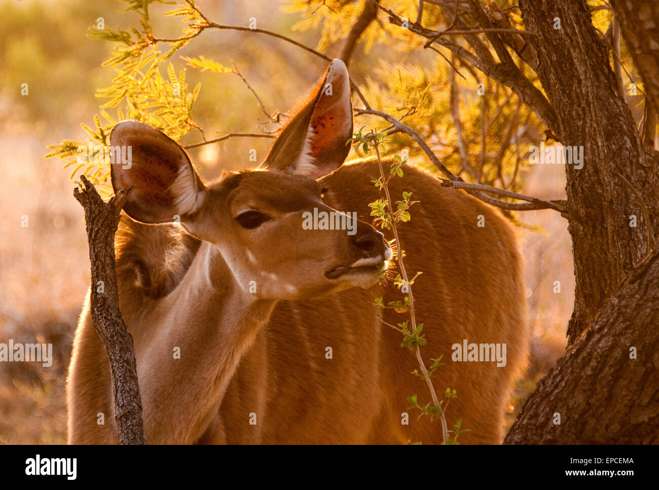 Kudu (Tragelaphus strepsiceros) vicino a Skukuza, Kruger National Park, Sud Africa Foto Stock