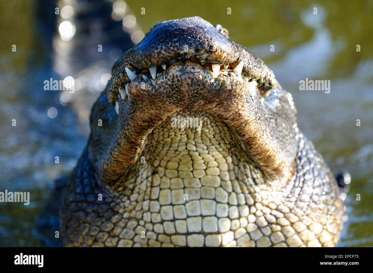 Alligator mississippiensis, coccodrillo americano Foto Stock