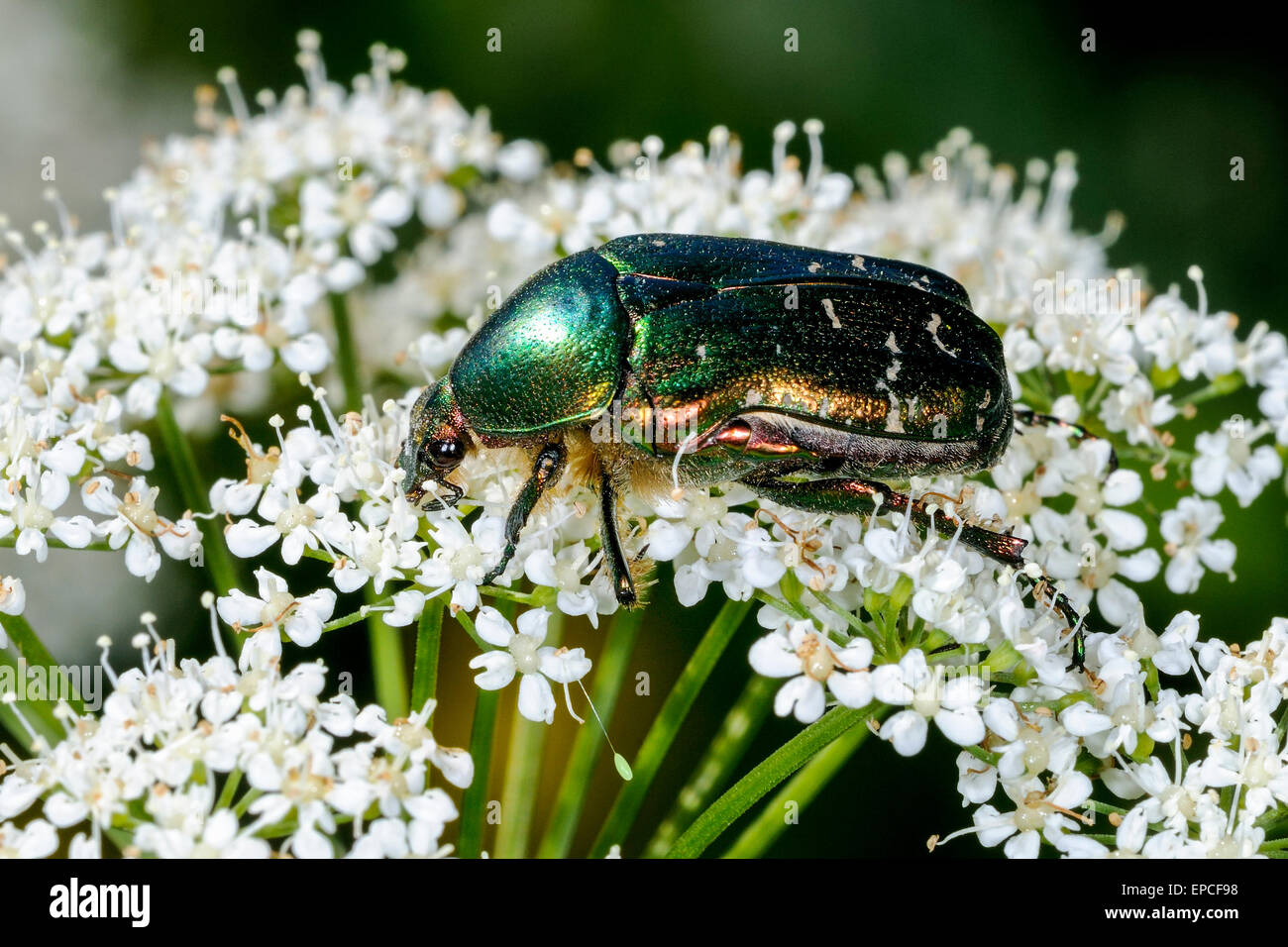 Rose chafer, cetonia aurata Foto Stock