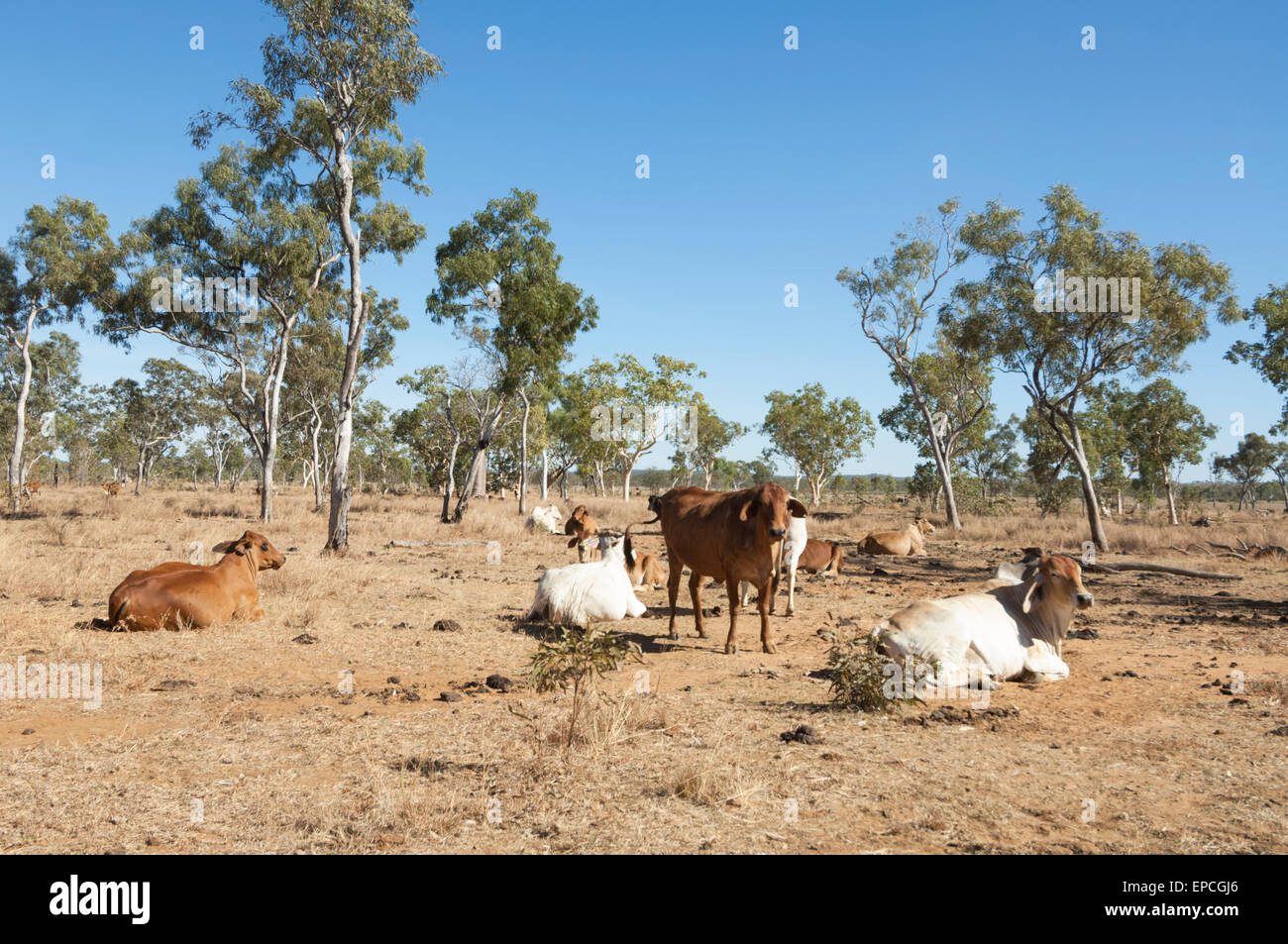 Allevamento di Bestiame in un campo arido, Charnley Fiume Stazione, regione di Kimberley, Western Australia, WA, Australia Foto Stock