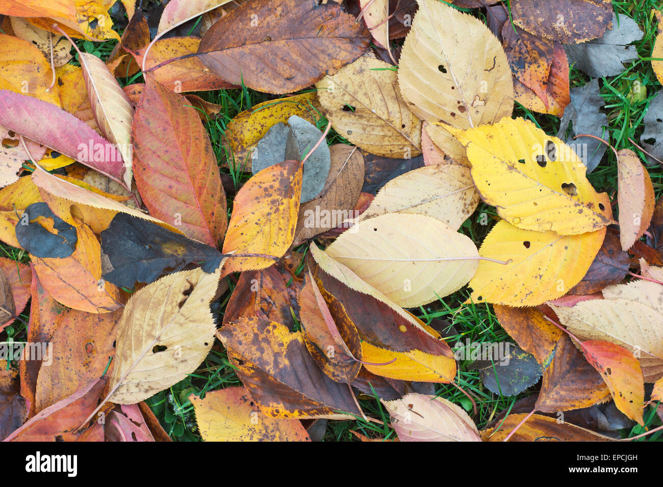 Foglie colorate su una soleggiata giornata autunnale Foto Stock