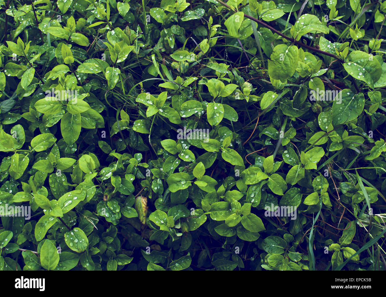 Hojas verdes tras la lluvia. Foto Stock