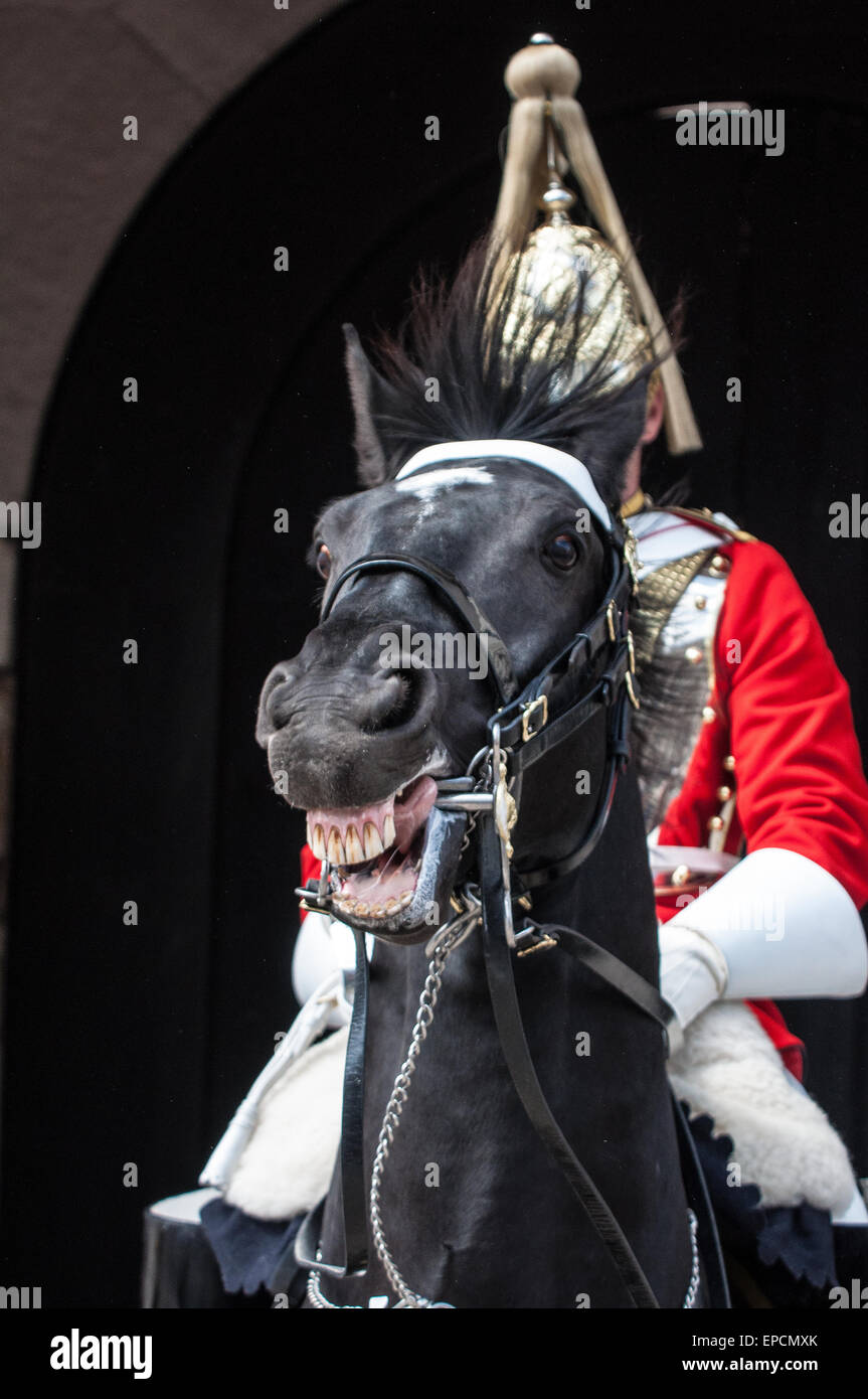 Domestico soldato di cavalleria il cerimoniale di guardia in Horse Guards, Londra, Regno Unito. Il cavallo è molto animata e sembra essere di ridere. Momento di commedia Foto Stock