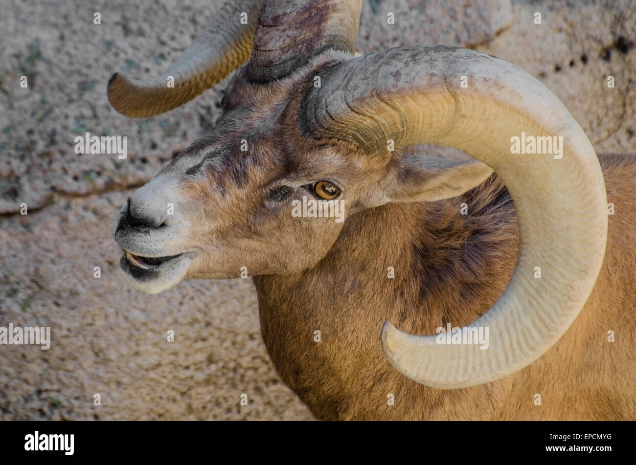 Deserto Big Horn Ram (Ovis canadensis nelsoni), Arizona. Foto Stock